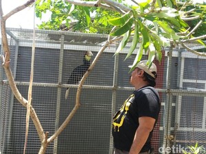 Polisi Jember Temukan Sejumlah Satwa Dilindungi di Rumah Mewah