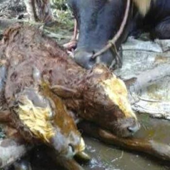 Anak sapi berkepala dua ini tak berumur panjang
