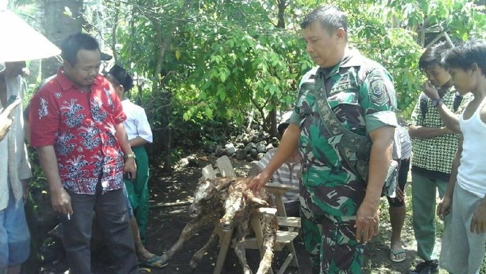 Anak Sapi Berkepala Dua Lahir di Jember