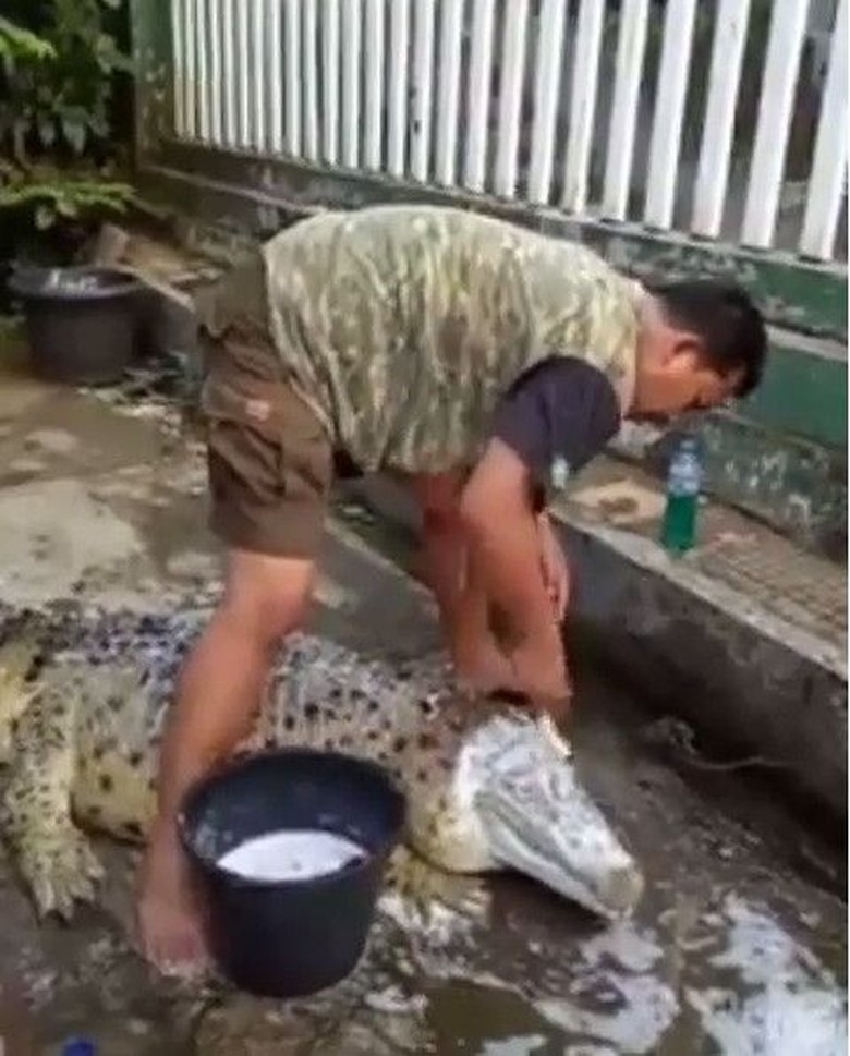 Aksi Berani Pria Mandikan dan Gosok Kepala Buaya Aksi Berani Pria Mandikan dan Gosok Kepala Buaya