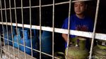 Harap Cemas Pedagang Menanti Kiriman Elpiji 3 Kg