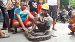 Foto: Ini Sanca Batik 4 Meter yang Bikin Warga Ciputat Geger