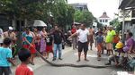 Foto: Ini Sanca Batik 4 Meter yang Bikin Warga Ciputat Geger