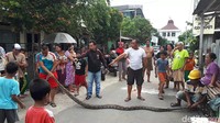 Warga mengerubung menyaksikan ular sanca batik tersebut saat dibentangkan badannya.