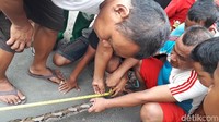 Setelah diukur, ular sanca tersebut memiliki panjang 4 meter. Beratnya mencapai 25 kilogram.