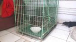 Foto: Ini Sanca Batik 4 Meter yang Bikin Warga Ciputat Geger