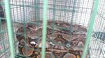 Foto: Ini Sanca Batik 4 Meter yang Bikin Warga Ciputat Geger
