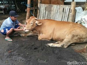 Dinas Peternakan Situbondo Selidiki Wabah yang Serang Sapi Warga