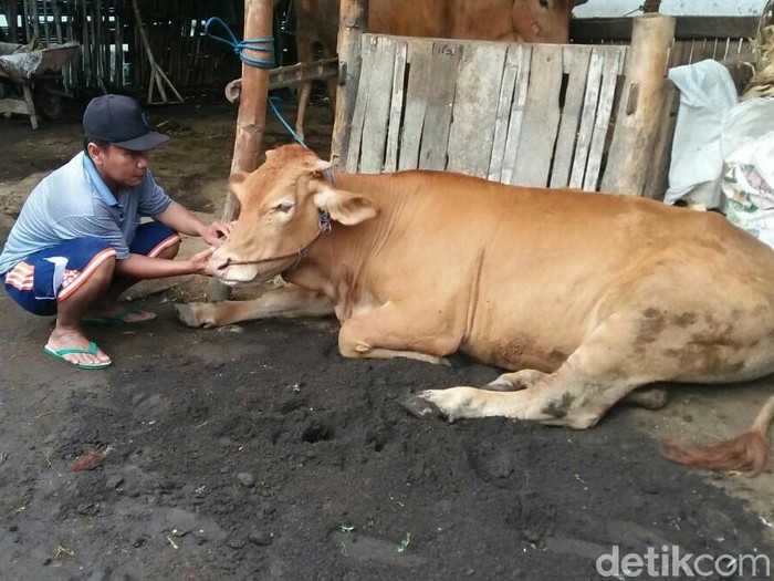 Dinas Peternakan Situbondo Selidiki Wabah yang Serang Sapi Warga