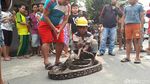 Foto: Ini Sanca Batik 4 Meter yang Bikin Warga Ciputat Geger