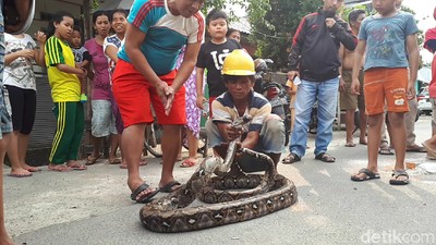 Foto: Ini Sanca Batik 4 Meter yang Bikin Warga Ciputat Geger