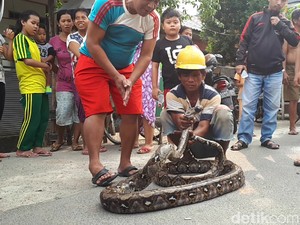 Sebelum Tewas, Pelukis di Menteng 2 Kali Lilitkan Ular Sanca di Leher