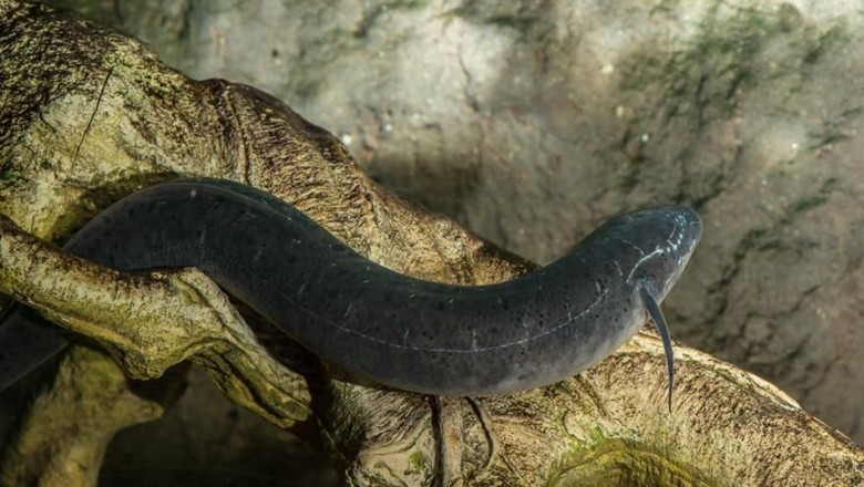 Ikan African Lungfish (Dok. Oregon Zoo) Ikan African Lungfish (Dok. Oregon Zoo)