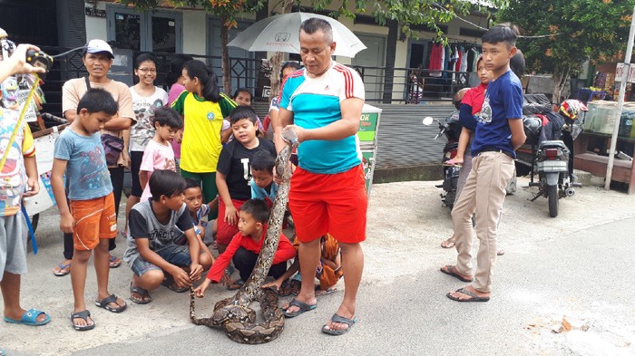 Warga Temukan Ular Sanca 4 Meter di Ciputat