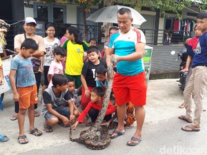 Warga Temukan Ular Sanca 4 Meter di Ciputat