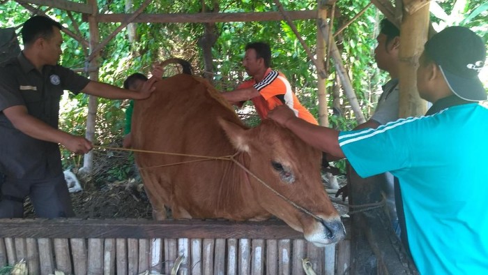 Dinas Peternakan Optimis Penyakit Sapi di Situbondo Tak Menular