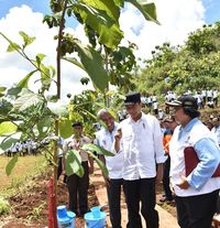 Jokowi: Gerakan Tanam Pohon Jangan Hanya Seremonial