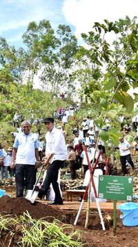 Jokowi: Gerakan Tanam Pohon Jangan Hanya Seremonial