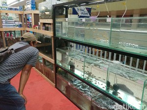 Berakhir Pekan Sambil Berburu Ikan Hias di Bandung