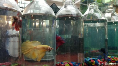 Foto: Pameran Ikan Hias Warna-warni & Langka di Bandung
