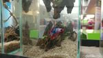 Foto: Pameran Ikan Hias Warna-warni & Langka di Bandung