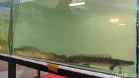 Saat detikTravel berkunjung ke pameran ini Jumat kemarin (8/12/2017), terdapat banyak stan yang menjual ikan hias dan beberapa di antaranya langka seperti ikan lalawak dan ikan aligator (Tri Ispranoto/detikTravel)