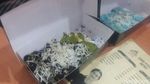 Foto: Kaesang Pangarep Jualan Pisang di Mal