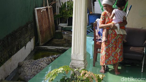Buaya tersebut dirawat di dalam rumah sejak masih kecil