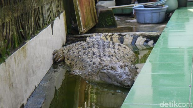 Buaya yang dimandikan pria asal Bogor yang videonya jadi viral 