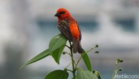 Burung Madagascar Fody (Foudia madagascariensis) yang cantik menawan. Aslinya dari negara tetangga Madagaskar, tapi banyak terlihat di Seychelles (Fitraya/detikTravel)