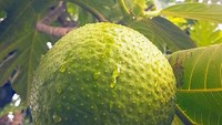 Buah Sukun. Buah ini juga ada di Indonesia karena memang berhabitat di daerah tropis. Citarasa buah ini mirip dengan rasa kentang dan bertekstur sama seperti roti yang baru dipanggang. Tak heran dunia menamainya Bread Fruit. Foto: Istimewa