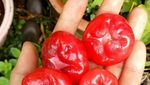 Ini 6 Buah Eksotik dari Asia yang Populer di Dunia