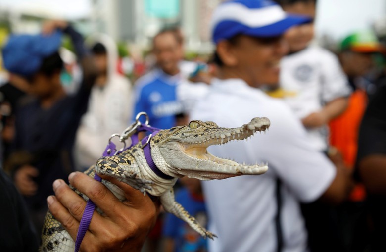 Ada Buaya Eksis saat CFD di Jakarta Ada Buaya Eksis saat CFD di Jakarta