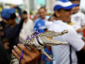 Ada Buaya Eksis saat CFD di Jakarta