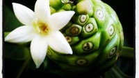 Mengkudu dikenal dunia dengan nama buah noni. Buah ini masih satu keluarga dengan kopi dan hanya ada di wilayah asia tenggara. Walau rasanya pahil, buah ini sumber karbohidrat, tinggi vitamin A, vitamin C, zat besi dan niasin. Foto: Istimewa