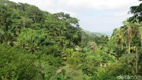 Hutan tropis dilihat dari restoran Le Jardin Du Roi. Seychelles memang beriklim tropis (Fitraya/detikTravel)