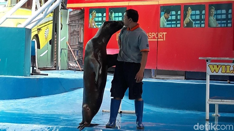 Singa Laut Bikin Baper Pengunjung Jatim Park 2