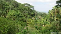Le Jardin du Roi memiliki taman hutan 25 hektar dengan sekitar 95 spesies tumbuhan termasuk beberapa tumbuhan endemik asli Seychelles (Fitraya/detikTravel)