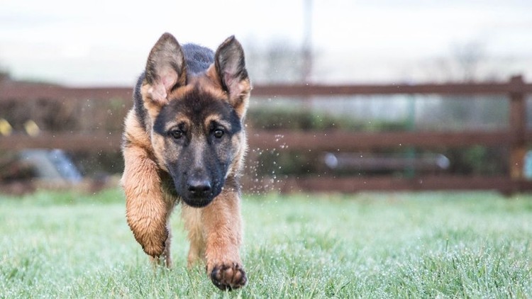 German Shepherd Anjing ras
