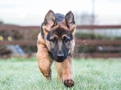 10 Hewan Paling Cerdas di Dunia, Ada yang Mengagetkan