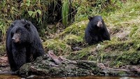 Melancong ke Kanada, ada sebuah pulau yang punya fauna langka berupa beruang kermode madu langka. Pulau ini bernama Gribbell. Pulau Gribbell juga punya beruang grizzly, orca, paus bungkuk dan singa laut yang jadi pemandangan sehari-hari (@marghuxley/Instagram)