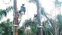 Pekerja PLN sedang melakukan pemasangan tiang dan jaringan tegangan menengah 20 kV di Pulau Rupat. Pool/PLN Wilayah Riau dan Kepri.