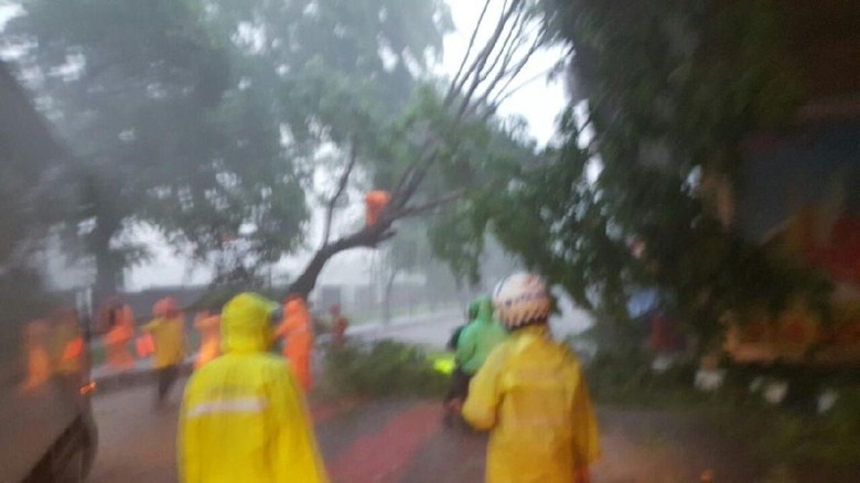 Hujan Angin di Jakarta, Pohon Tumbang di 5 Lokasi Hujan Angin di Jakarta, Pohon Tumbang di 5 Lokasi