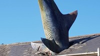 Headington Shark berbentuk sebuah ikan hiu yang tampak menerobos atap rumah. Bagian kepalanya tidak terlihat karena dibuat seakan masuk ke dalam atap, sedangkan badan hingga ekornya menjulang ke langit dengan posisi terbalik (a_robert545/Instagram)