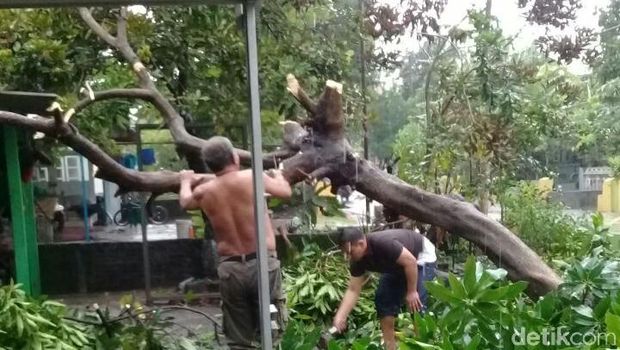 Pohon tumbang saat hujan deras di Sidoarjo/