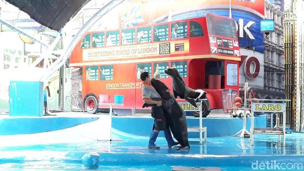 Singa Laut Bikin Baper Pengunjung Jatim Park 2