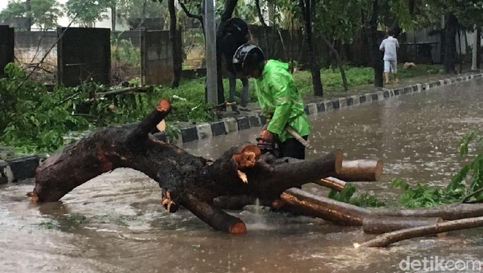 Sandi Sebut Penebangan Pohon Rawan Tumbang Terbentur oleh Komunitas