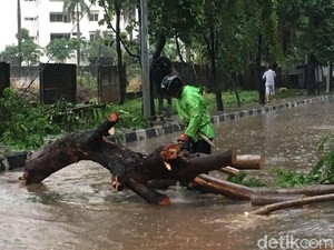 Sandi Sebut Penebangan Pohon Rawan Tumbang Terbentur oleh Komunitas