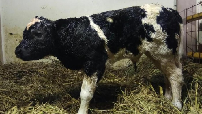 Sapi Belgian Blue