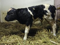 Mengenal Belgian Blue, Sapi Kurban Jumbo Pilihan Gubernur Khofifah